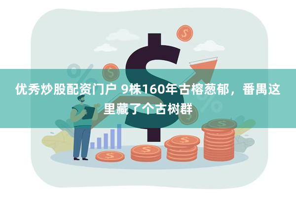 优秀炒股配资门户 9株160年古榕葱郁，番禺这里藏了个古树群